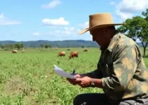 Cerrado em Pé