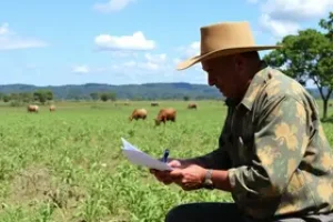 Cerrado em Pé